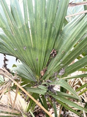 Sabal minor
