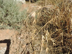 Bromus