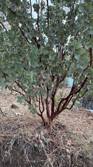 Arctostaphylos viscida