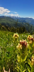 Castilleja cusickii