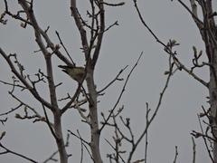 Setophaga coronata