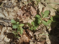 Sanicula bipinnatifida