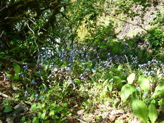 Omphalodes cappadocica