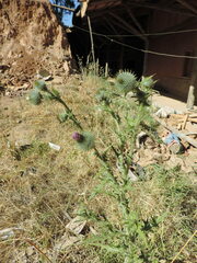 Cirsium vulgare