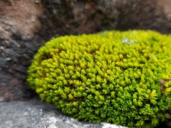 Tortella inclinata