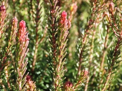 Erica multiflora