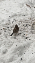 Spizelloides arborea