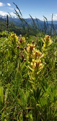 Castilleja cusickii