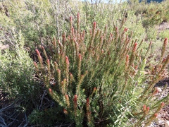 Erica multiflora