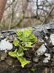 Lobaria pulmonaria