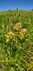 Castilleja cusickii