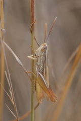 Euchorthippus elegantulus