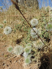 Echinops macrochaetus