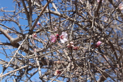 Prunus argentea