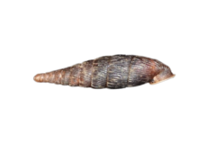 Macrogastra ventricosa