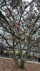 Magnolia × soulangeana