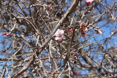 Prunus argentea