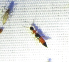 Paederus littorarius