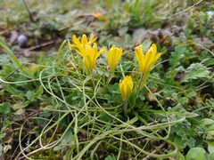 Gagea bohemica