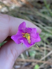 Rhexia alifanus
