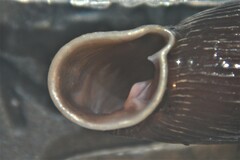 Macrogastra ventricosa