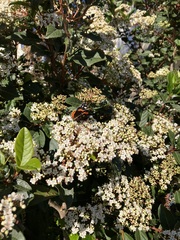 Viburnum tinus