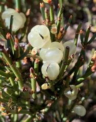 Ephedra chilensis