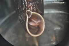 Macrogastra ventricosa