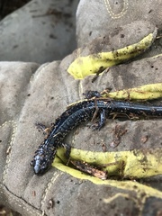 Plethodon glutinosus