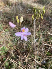 Calopogon barbatus