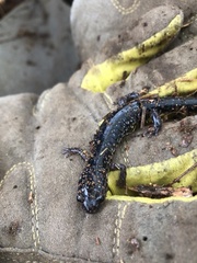 Plethodon glutinosus
