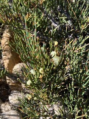 Ephedra chilensis