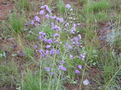 Vernonanthura nudiflora