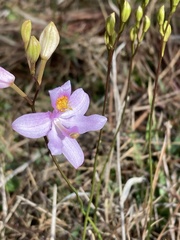 Calopogon barbatus