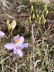 Calopogon barbatus