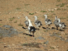 Oressochen melanopterus