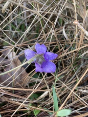 Pinguicula caerulea