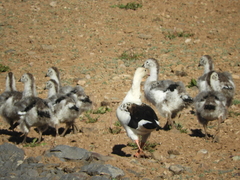 Oressochen melanopterus