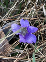 Pinguicula caerulea