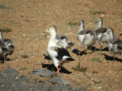 Oressochen melanopterus
