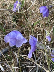 Pinguicula caerulea