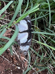 Papilio dardanus cenea