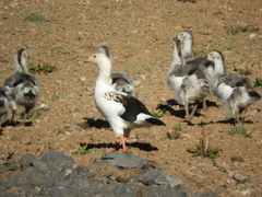 Oressochen melanopterus