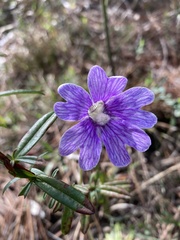 Pinguicula caerulea