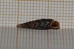 Macrogastra attenuata