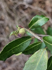 Gyropsylla ilecis