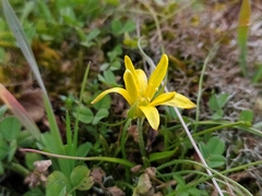 Gagea bohemica