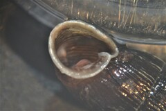 Macrogastra attenuata