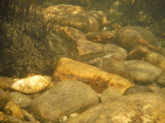 Percina nigrofasciata