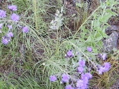 Vernonanthura nudiflora